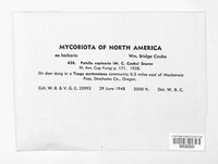 Cheilymenia coprinaria image